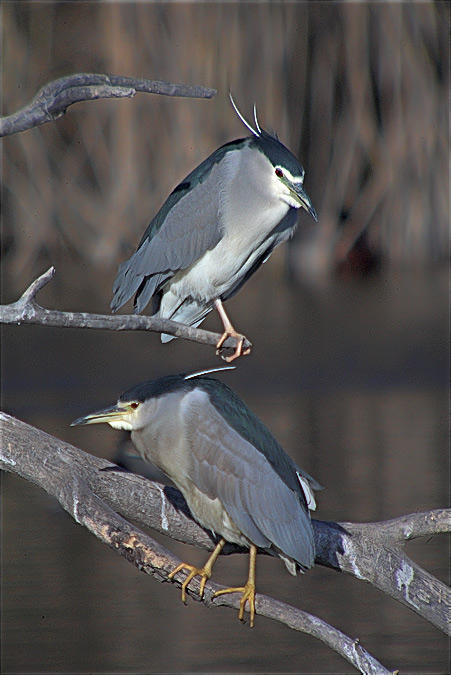 Martinet de nit (Nycticorax nycticorax)