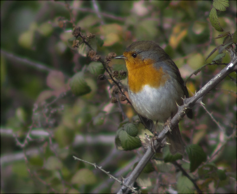 Pit roig (Erithacus rubecola)