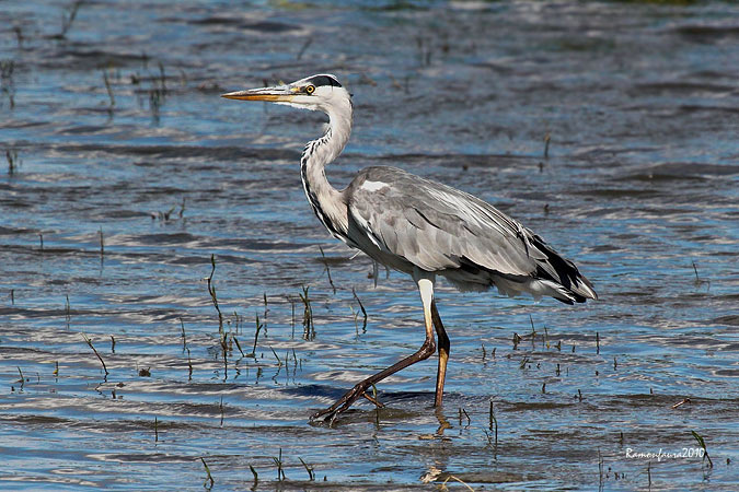 Nidificants del PNAE: Bernat Pescaire