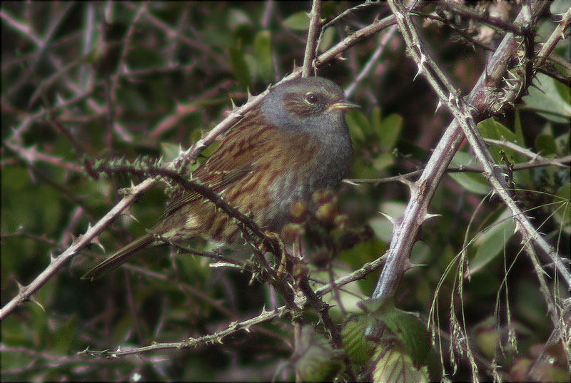 Pardal de bardissa (Prunella modularis)