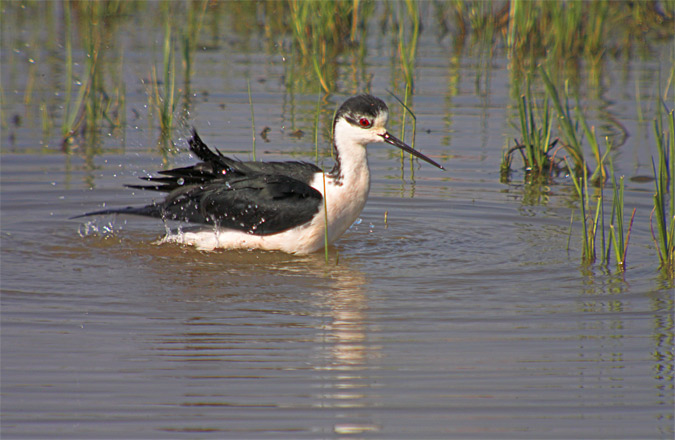 Cames Llargues (Himantopus himantopus)