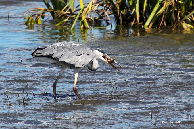 Pescaire al PNAE II