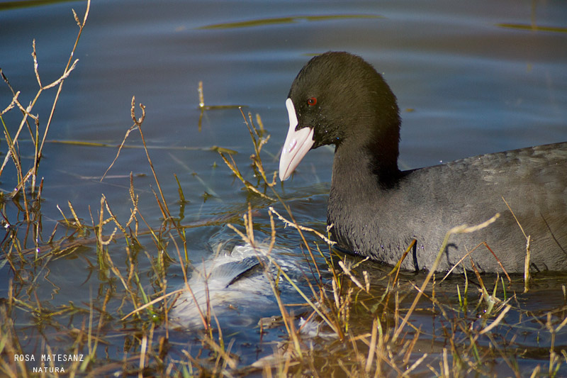 Fotja vulgar (Fulica atra)