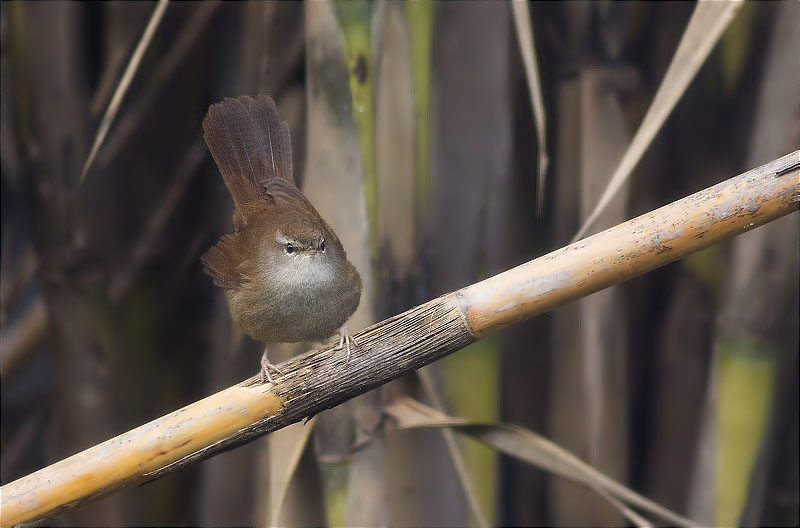 Rossinyol bastard (Cettia cetti)