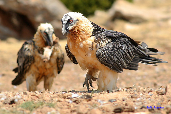 Desde el Paraiso VII - Trencalós - Quebrantahuesos (Gypaëtus barbatus)