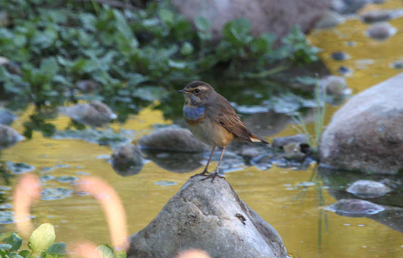 Cotxa blava (Luscinia svecica)