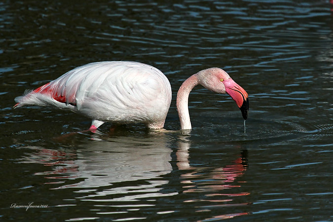 Visitants de pas al PNAE: Flamencs II