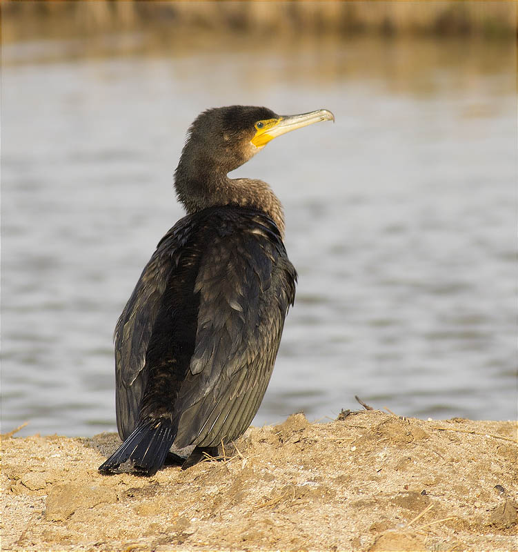 Corb marí gros (Phalacrocorax carbo)