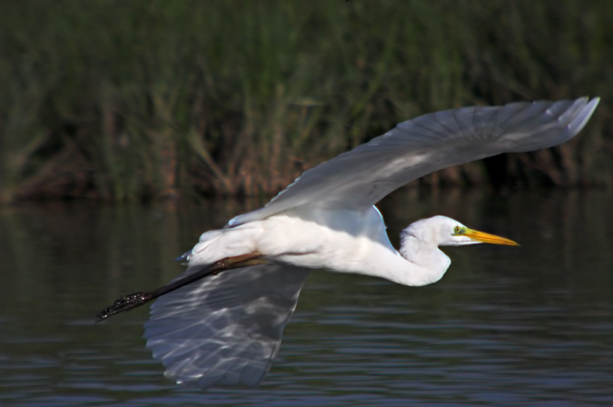 Agró blanc ( Egretta alba )