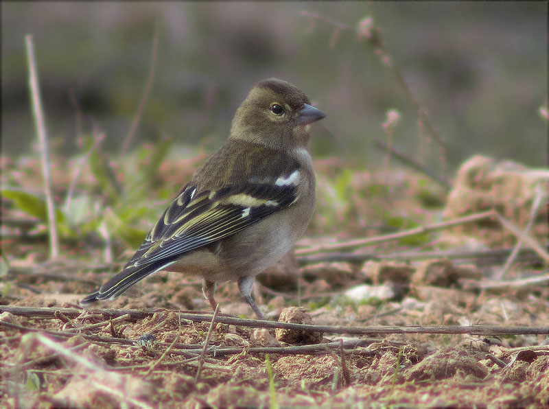 Femella de Pinsà comú (Fringilla coelebs)