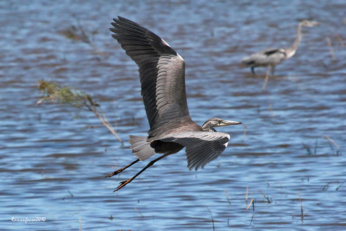 Al vol: Bernat Pescaire