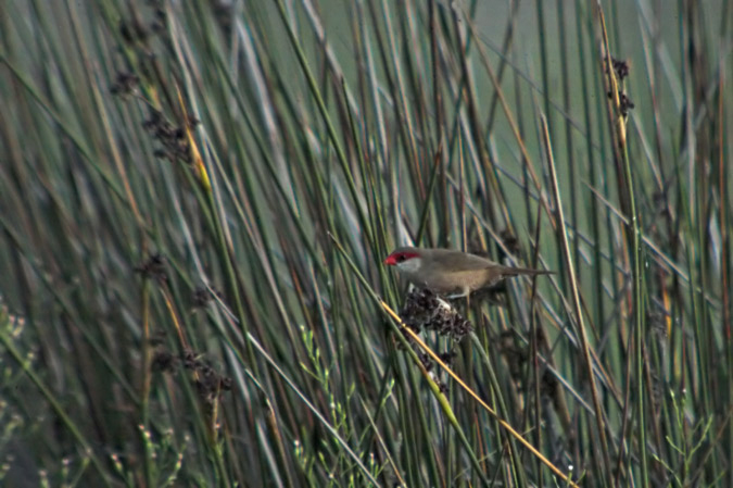 Bec de corall  (Estrilda astrild)