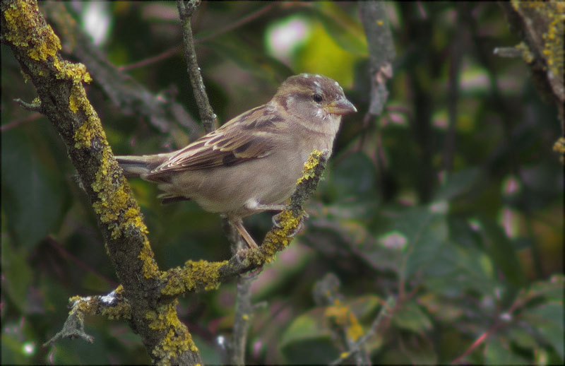 Femella de Pardal comú (Passer domesticus)