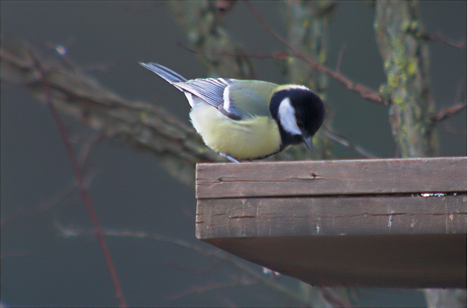 Mallerenga carbonera.(Parus major).