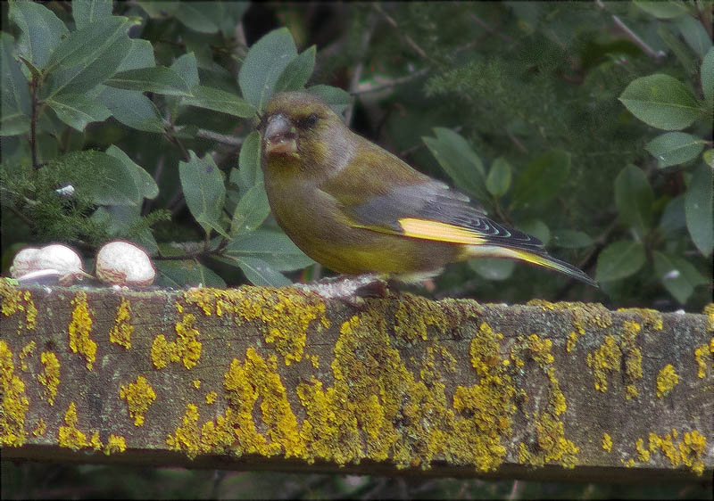 Mascle de Verdum (Carduelis chloris)