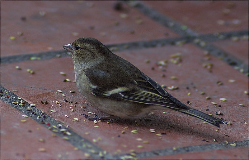 Femella de Pinsà comú (Fringilla coelebs)