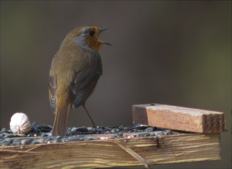 Pit roig (Erithacus rubecola)