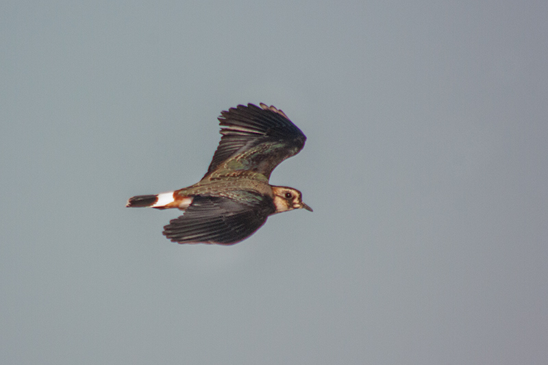 Fredeluga (Vanellus vanellus)