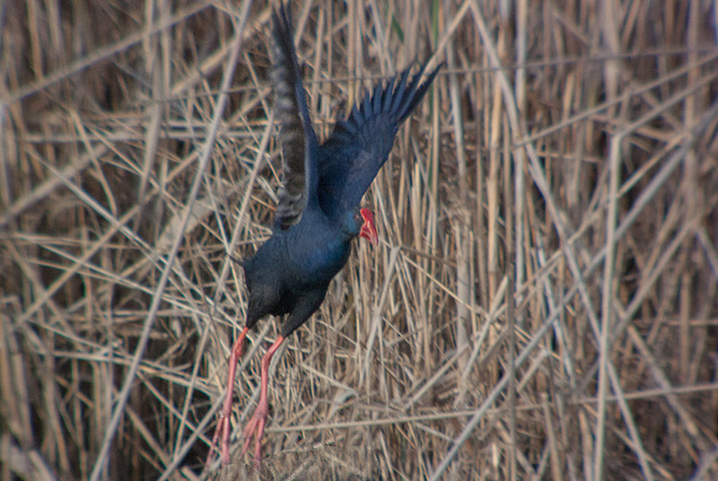 Polla blava (Porphyrio porphyrio)