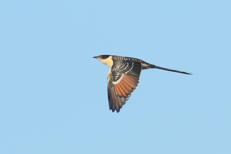 Crialo juvenil  (Clamator glandarius)