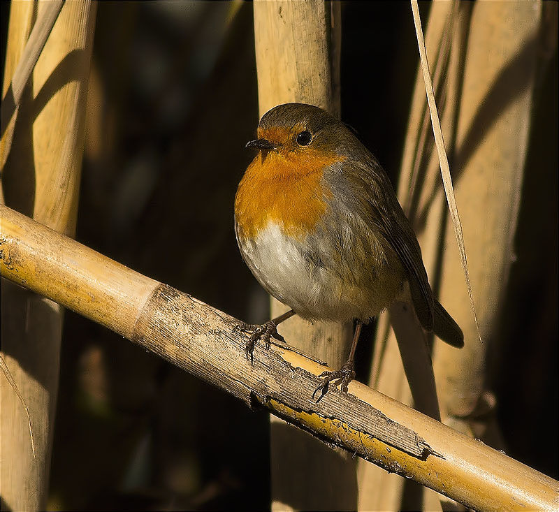 Pit roig (Erithacus rubecola)