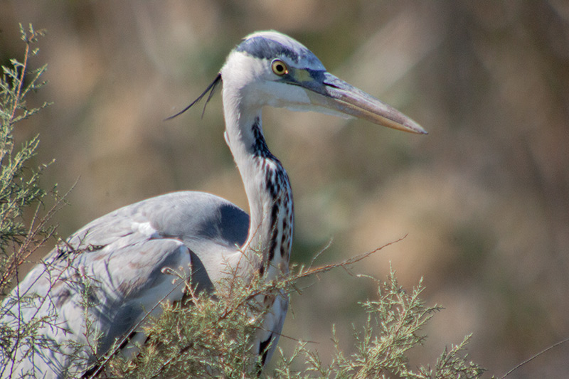 Bernat pescaire (Ardea cinerea)