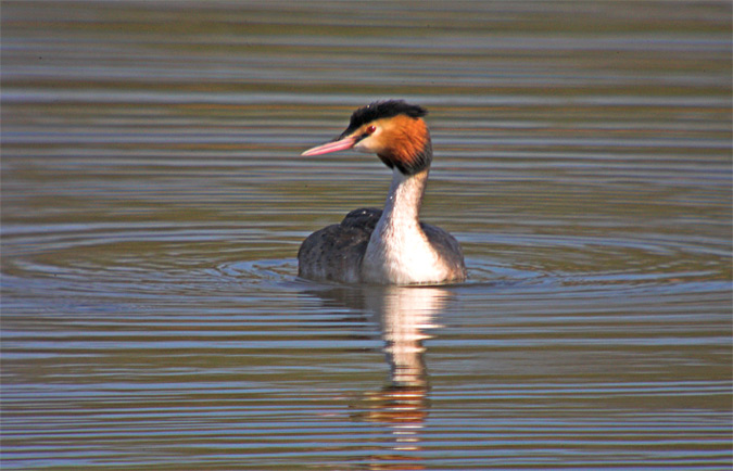 Cabussó emplomallat (Podiceps cristatus)