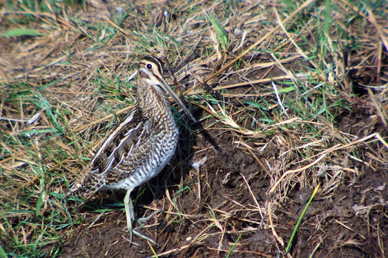 Becadell comú (Gallinago gallinago)