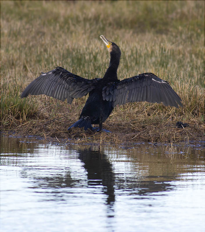 Corb marí gros (Phalacrocorax carbo)