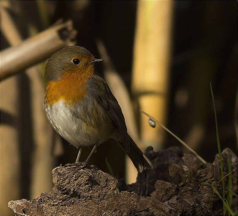 Pit roig (Erithacus rubecola)