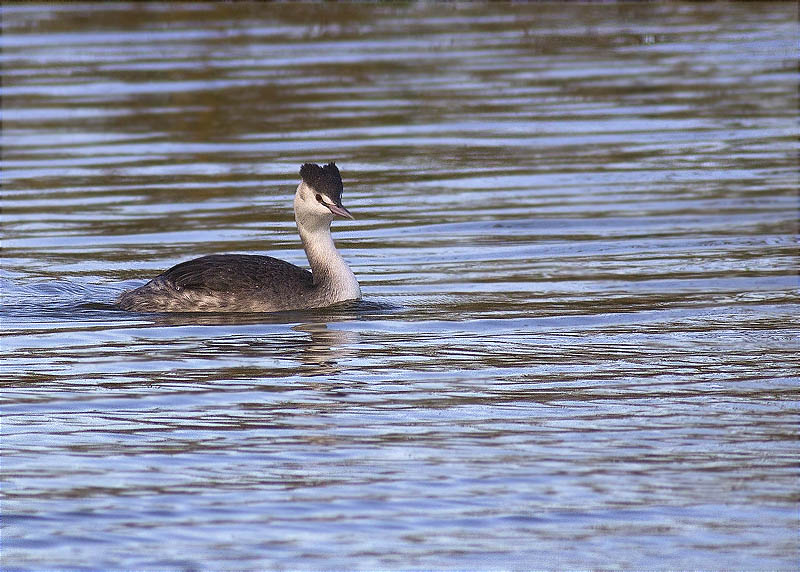 Cabussó emplomallat (Podiceps cristatus)