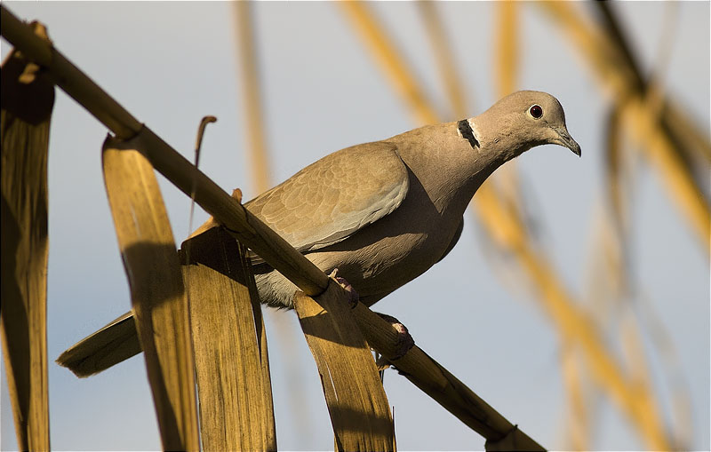 Tórtora turca (Streptopelia decaocto)