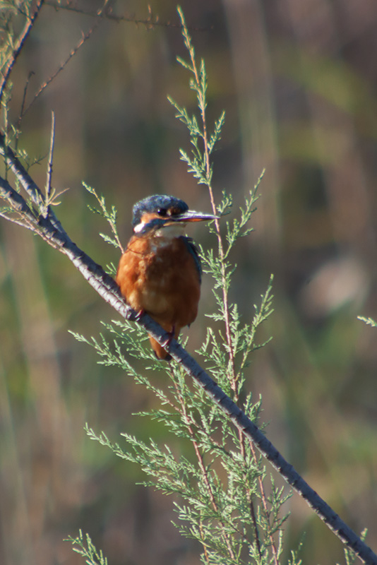 Blauet (Alcedo atthis)