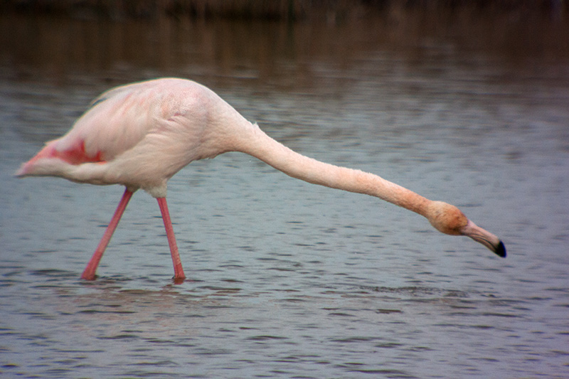 Flamenc (Phoenicopterus ruber)