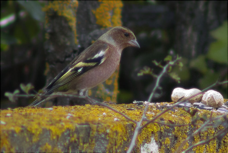 Mascle de Pinsà comú (Fringilla coelebs)