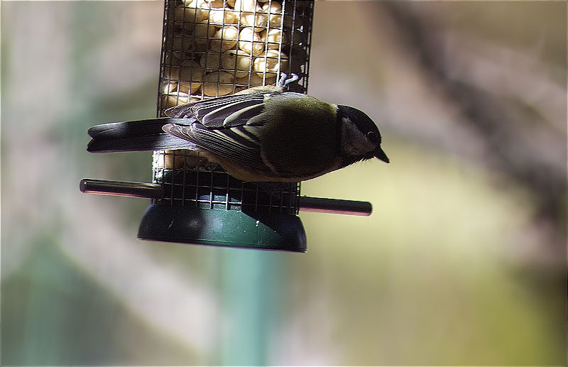 Mallerenga carbonera (Parus major)