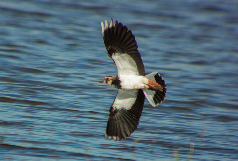 Fredeluga (Vanellus vanellus)