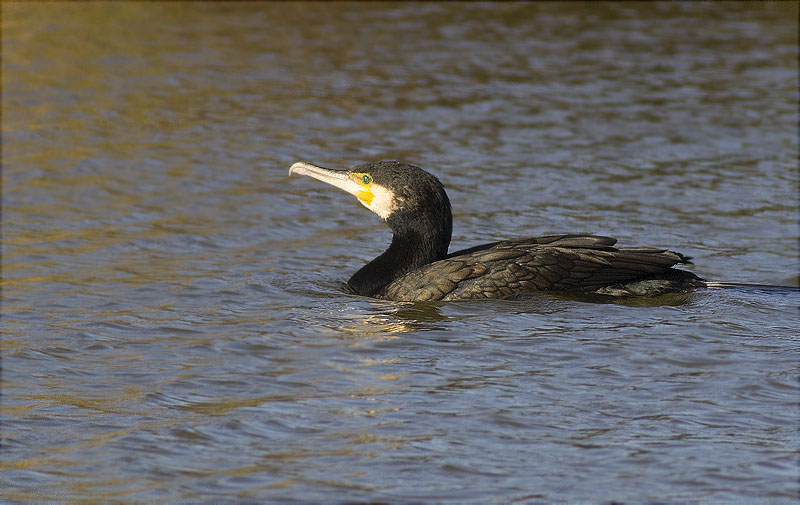 Corb marí gros (Phalacrocorax carbo)