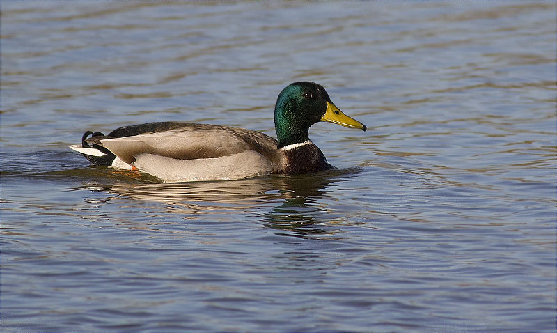 Mascle d'Ànec collverd (Anas platyrhynchos)