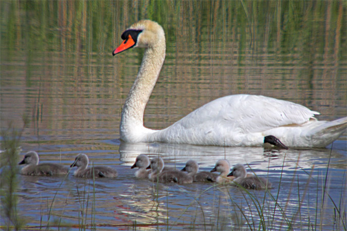 Cigne mut (Cygnus olor)