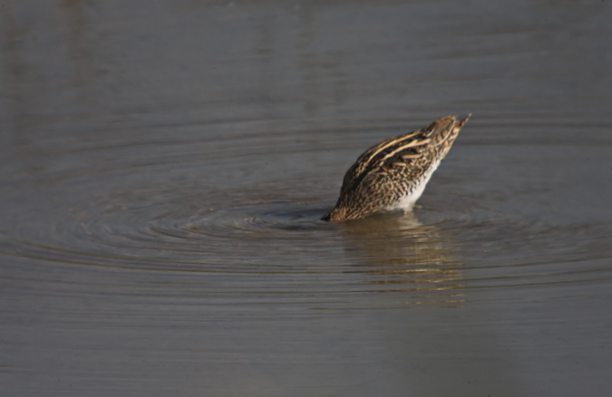 Becadell comú (Gallinago gallinago) 3de3