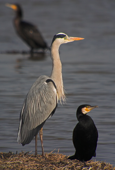 Bernat pescaire (Ardea cinerea)