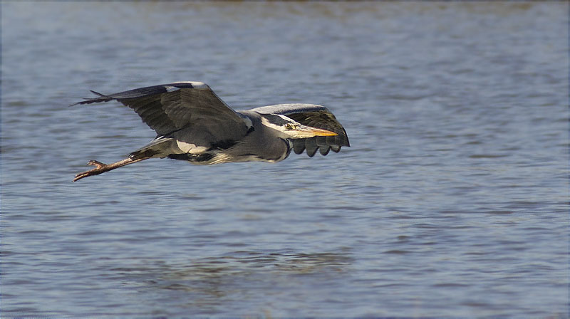 Bernat pescaire (Ardea cinerea)