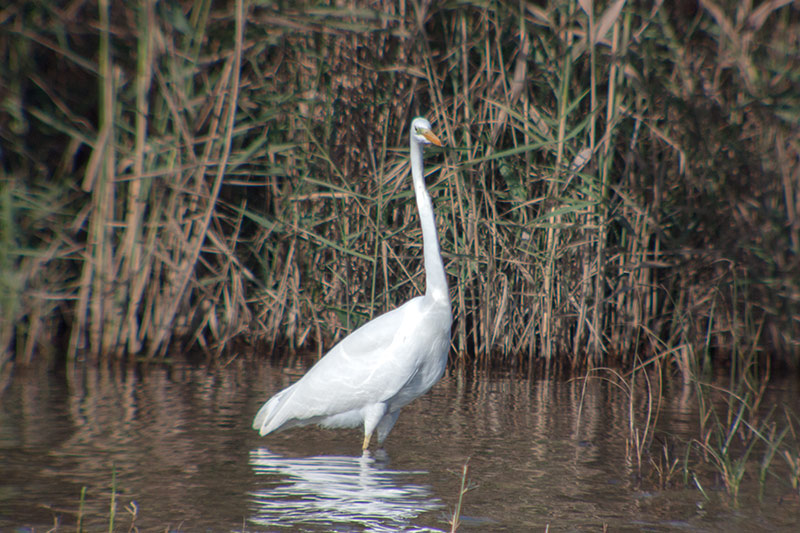 Agró blanc (Ardea alba)