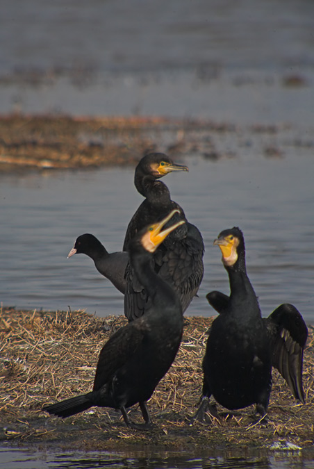 Corb marí gros (Phalacrocorax carbo)