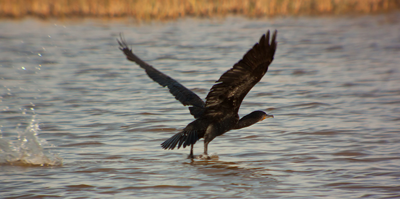 Corb marí (Phalacrocorax carbo)