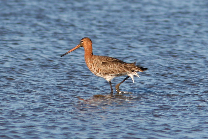 Tètol cuanegre.Limosa limosa