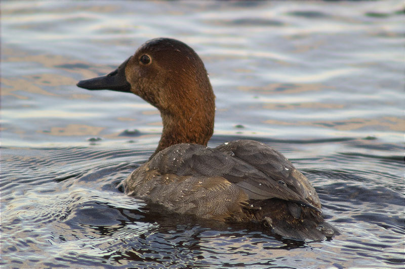 Femella de Morell de cap-roig (Aythya ferina)