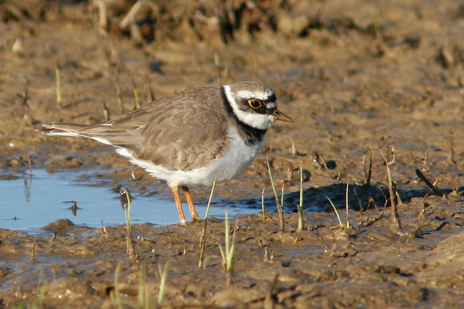 Corriol petit.Charadrius dubius