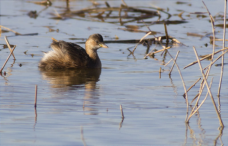 Cabusset (Tachybaptus ruficollis)